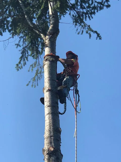 Arborist climbing and technical removal